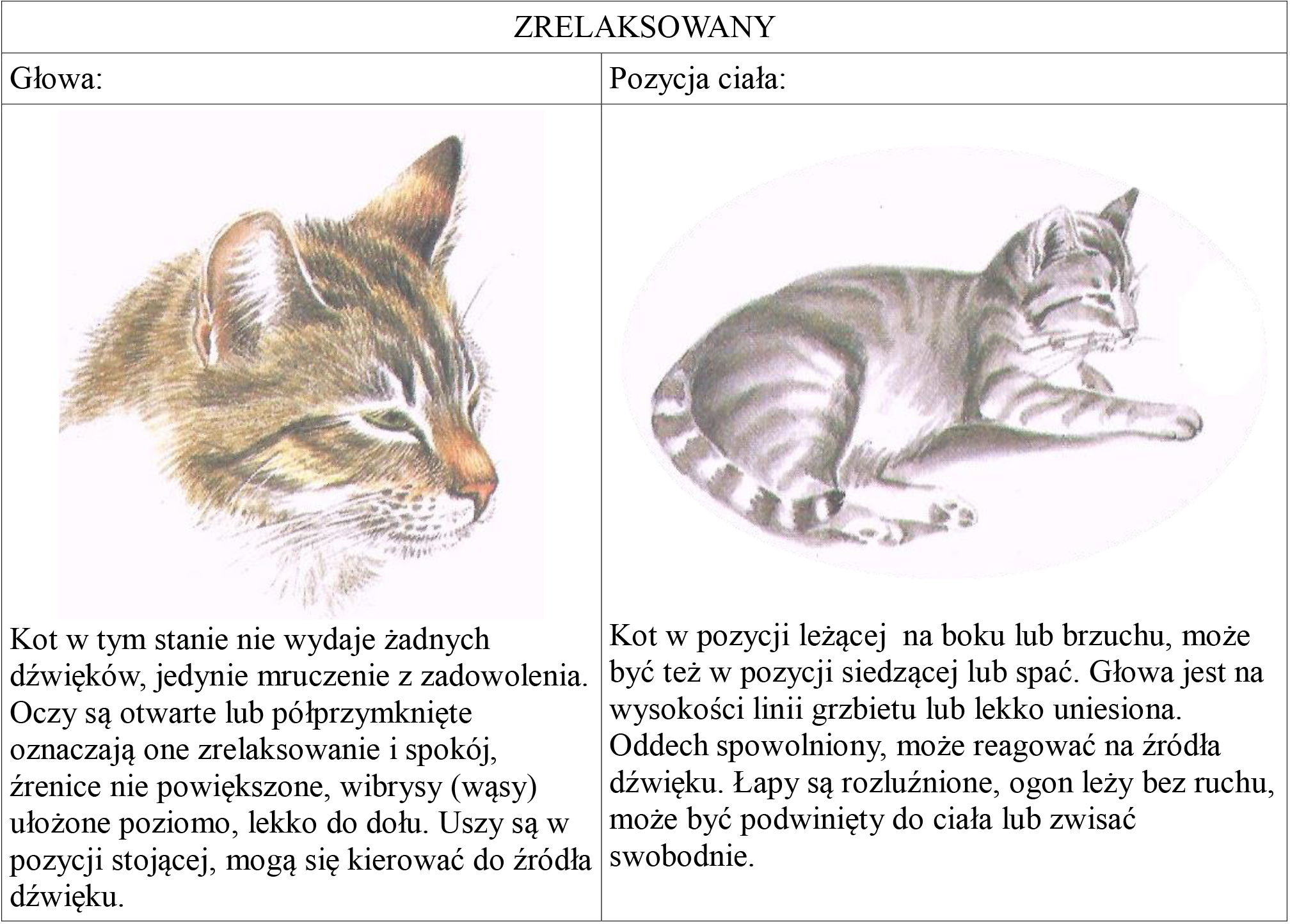 Kocia komunikacja mowa ciała Schronisko Na Paluchu