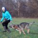 Jak w schronisku behawiorystki uczą psy chodzenia na smyczy